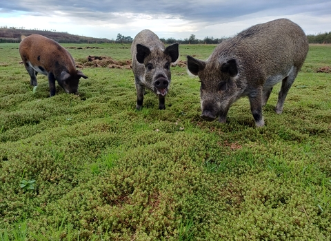 Pigs