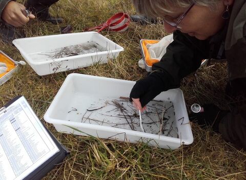 Conducting an aquatic invertebrate survey