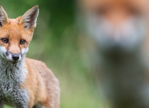 A fox cub in focus, following behind it's parent (out of focus in front)