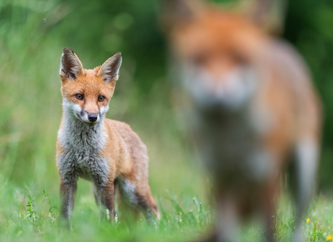 fox cub