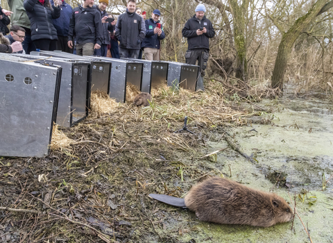 Beaver Release - Beaver Trust