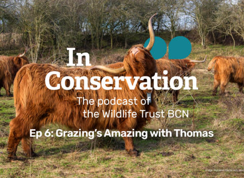 A Highland cow tilts its head to use its horn as a back scratcher