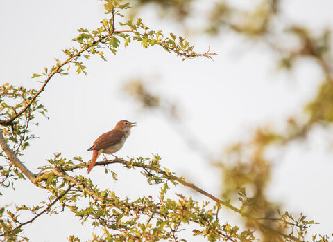A nightingale, perched on branches in early morning sunlight, singing