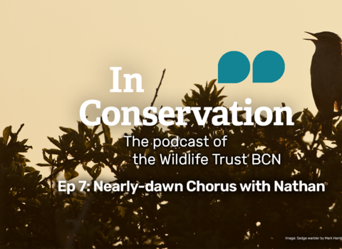 A silhouetted bird against a dawn sky singing, with the title of In Conservation episode 7