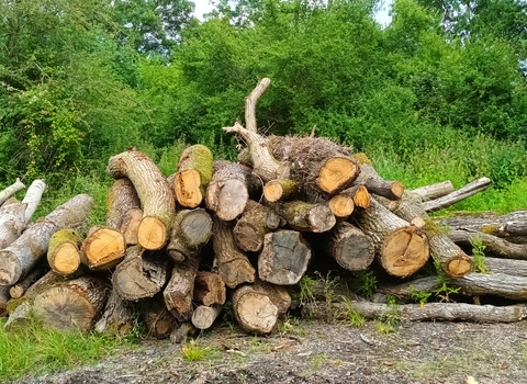 A pile of logs in Brampton Wood