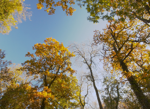 A view of blue sky through mature autumnal trees