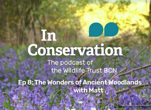 In Conservation Episode 8: The wonders of ancient woodlands