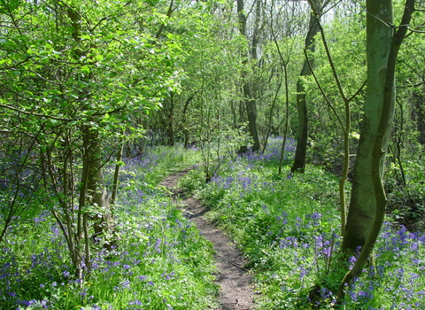 A tempting path leads through a sunny, green coppiced woodland