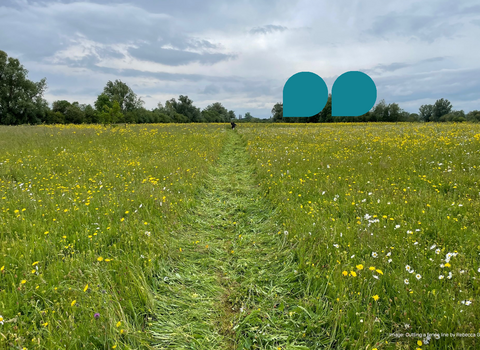 A green meadow with a straight line mown through it