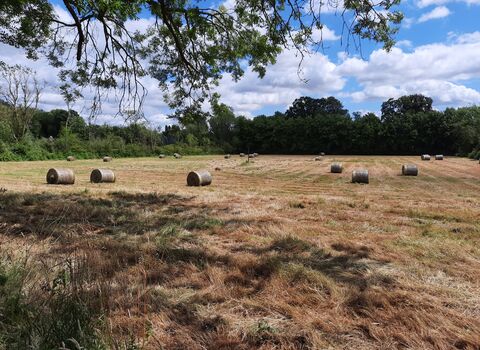 Skaters hay cut