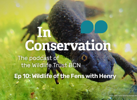 A great crested newt as a background for episode 10 of In Conservation