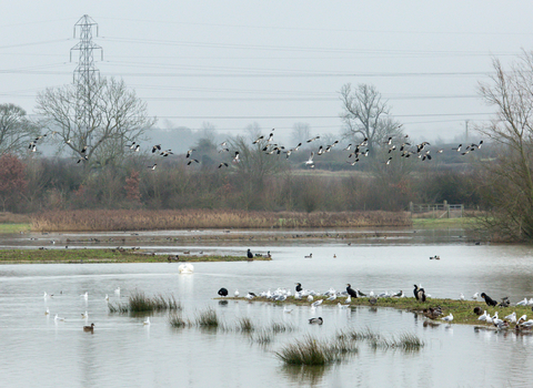 Summer Leys with lots of birds wading and flying overhead