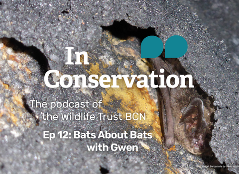 In Conservation episode 12 - bats about bats
