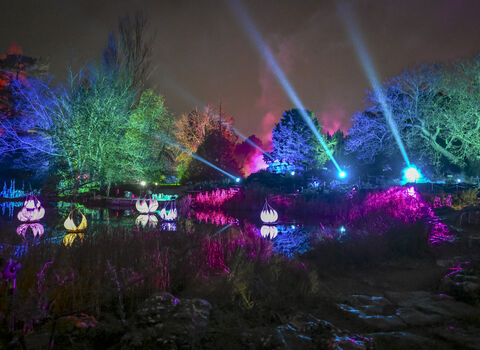 Trees at night, lit up by coloured lights in pink, green and blue