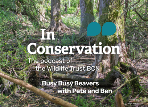 In Conservation S2E4, Busy Busy Beavers with Pete and Ben