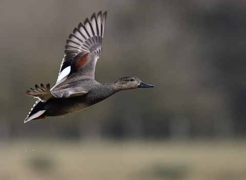 A Gadwall duck mid flight, wings out flying from left to right