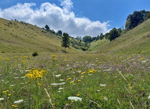 Wild chalkland flowers at Pegsdon Hills