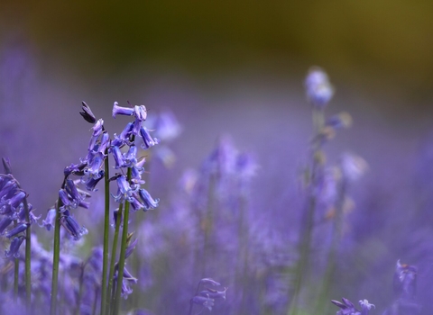 A carpet of bluebells