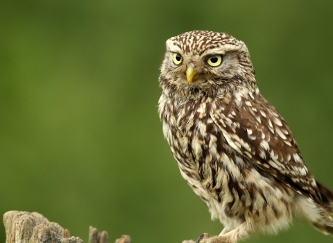 A little owl (Athene noctua) sits on a post