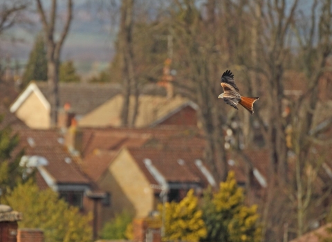 A red kite flies over rooftops