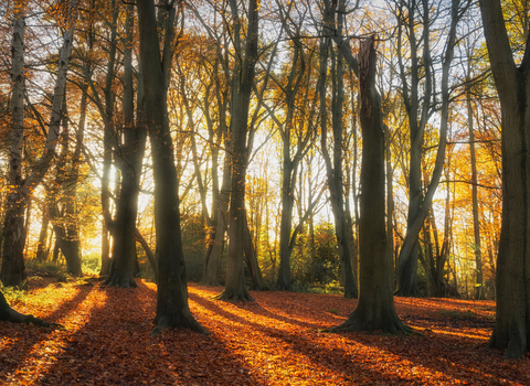 An early autumn morning amongst the Beech trees