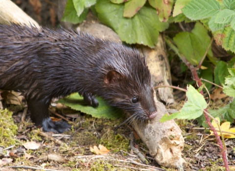 American mink