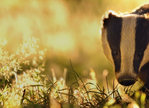 Badger on a dewy evening sunlit field