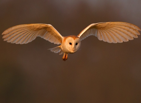 Barn owl - Andy Rouse