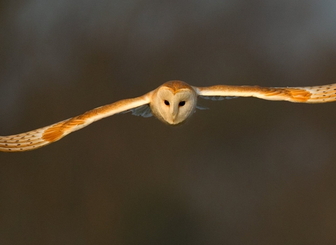 Barn Owl, UK