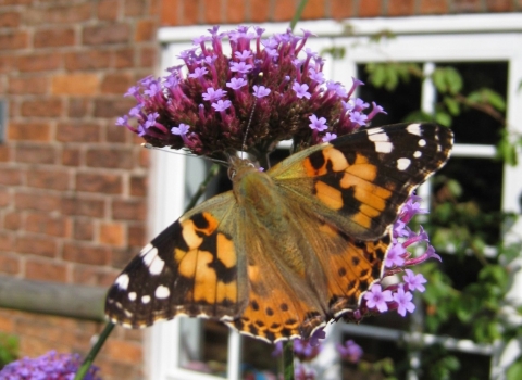Painted lady in front of a window