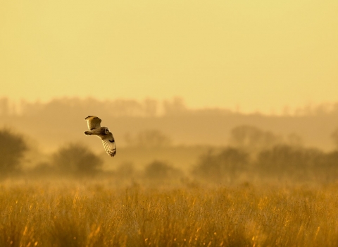 Short-eared owl