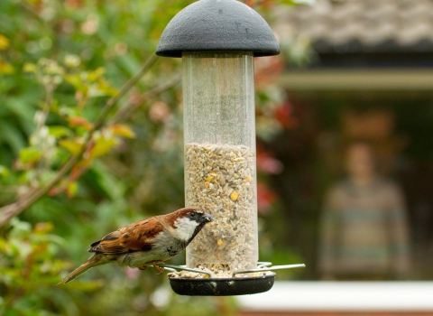 Sparrow on garden feeder