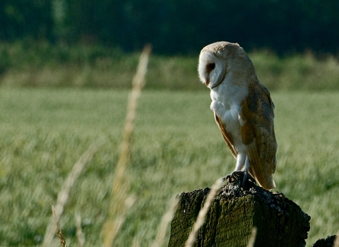 Barn owl