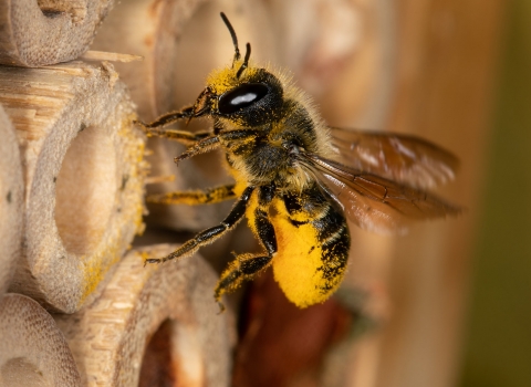 Bee - Wildlife Gardening