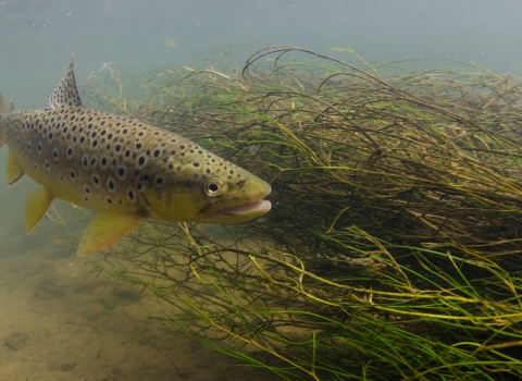 Brown trout
