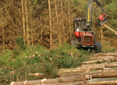 Forestry workers with harvester machine, felling and thinning Corsican pine plantation