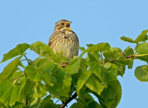 A singing corn bunting