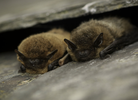 Common pipistrelle bats