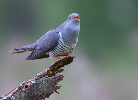 Cuckoo perched and in mid "cuckoo"