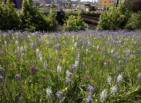 Wildflowers in an urban setting