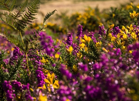 Gorse and heather C. Mark Robinson