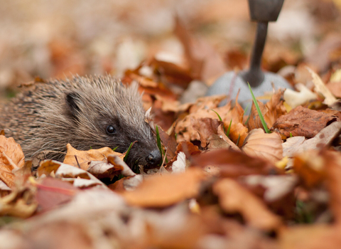 Hedgehog amongst autumn leaves