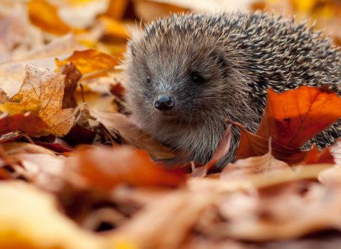 Hedgehog in autumn leaves (captive, rescue animal)