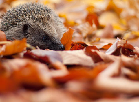 Hedgehog in autumn leaves