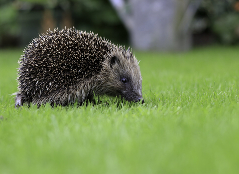 Hedgehog - Tom Marshall 