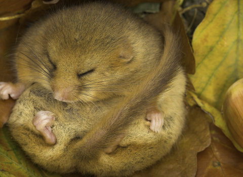 Dormouse