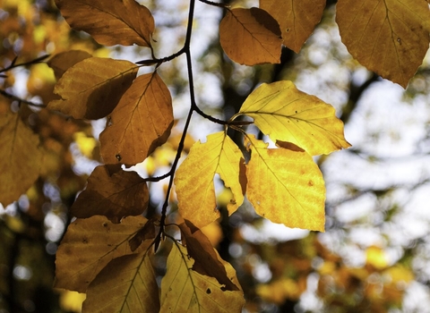 Autumn leaves, Forest Wood