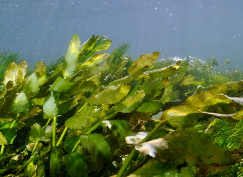 An underwater shot of a chalk stream