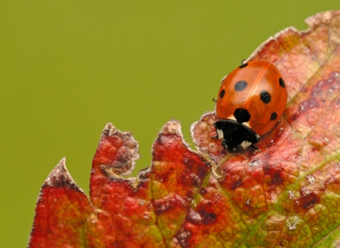 Ladybird