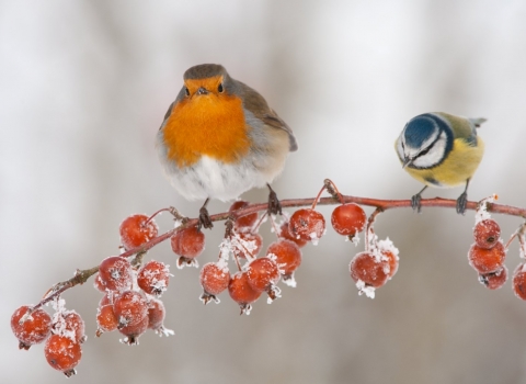 Robin and blue tit in winter